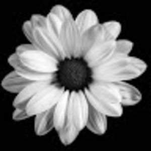 Meet your Posher, Daisy